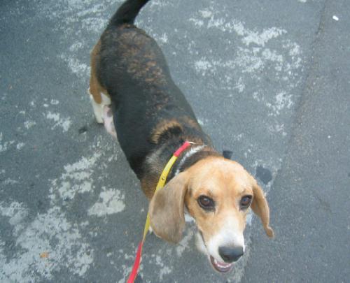 [D04-076관] 비글 피클