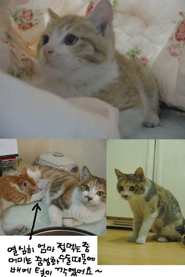 [C05-001관] 고양이 삼색이와 강냉이