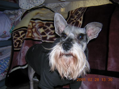 [D05-008관] 슈나우져 덕원이