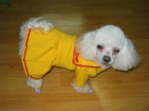 [D05-023관] 푸들 비니 = 김미정B님께 입양완료^^