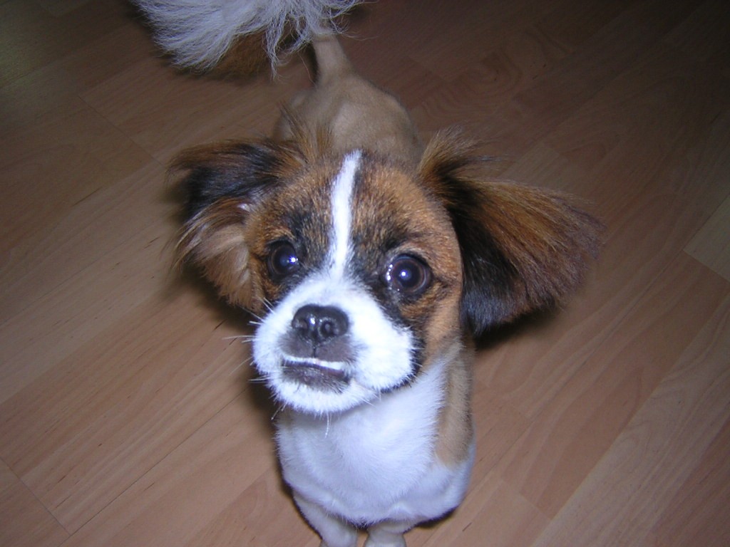 [D05-039외] 발바리 반야 = 입양공고 중지