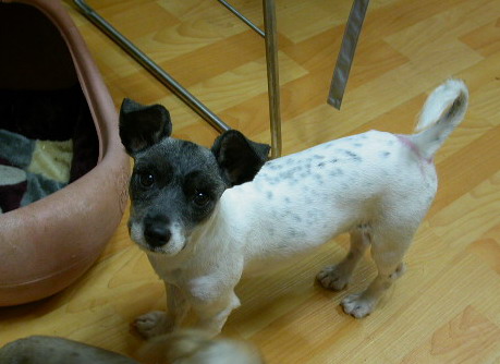 [D05-037관] 슈나우저 혼혈견 세모 = 원지혜님께 입양완료