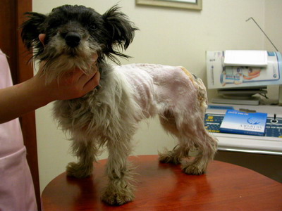 [D05-037관] 슈나우저 혼혈견 세모 = 원지혜님께 입양완료