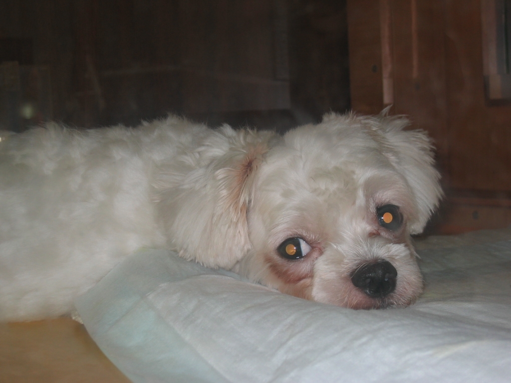 [D05-023관] 귀염둥이 말티즈 콩이 = 입양완료