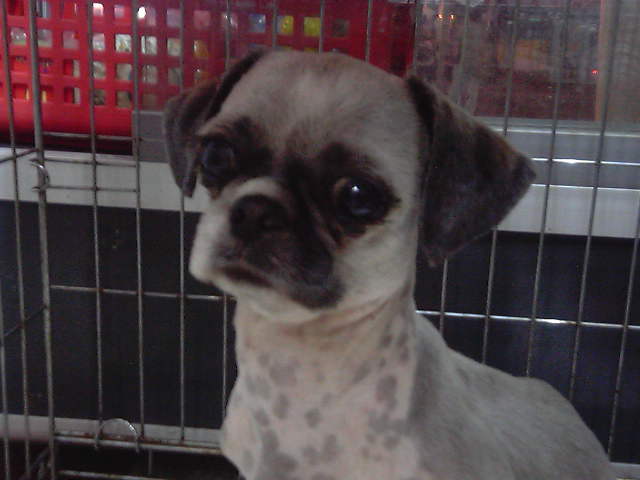 [D05-024관] 경기도 고양시 출신 시츄 럭키 = 입양완료