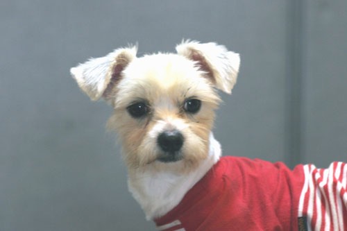 [D05-027관] 말티즈 똘똘이(라온이) = 신미경님께 입양완료