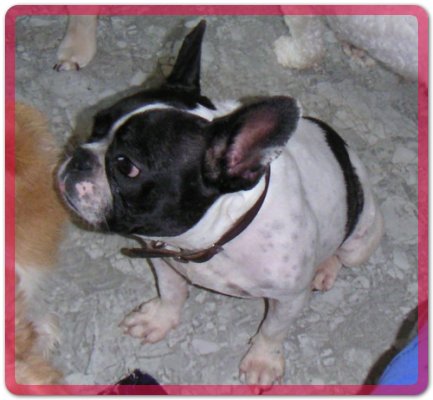 [D05-041관] 프렌치불독 부리 = 입양완료