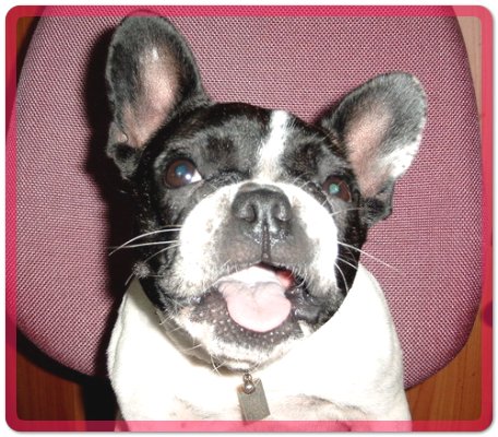 [D05-041관] 프렌치불독 부리 = 입양완료