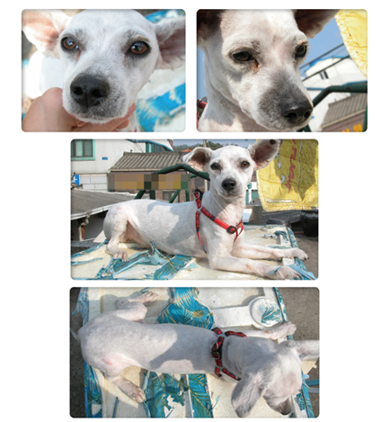 [D05-044관] 전주에서 구조된 새봄이 = 임정은님께 입양완료