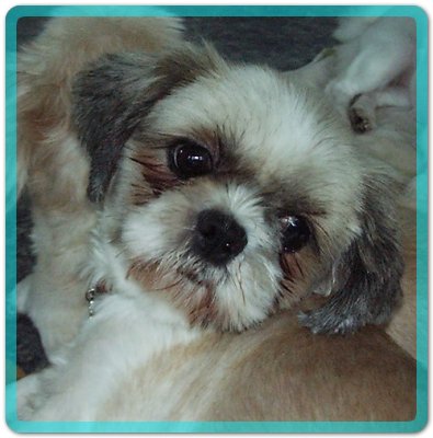 [D05-045관] 농장시츄 중 시삼이 = 조현재님께 입양완료