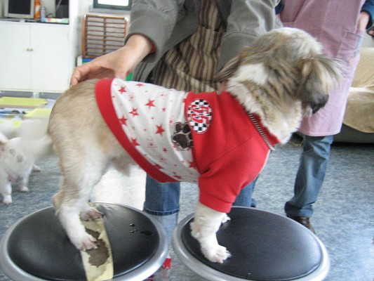 [D05-045관] 농장시츄 중 시삼이 = 조현재님께 입양완료