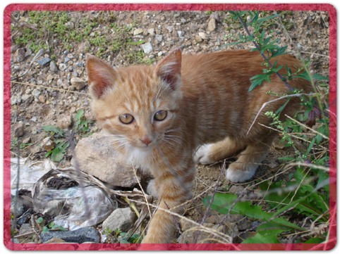 [C05-005관] 아기고양이 나비=박연주님께 입양완료!!