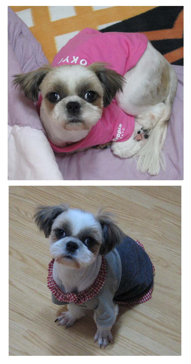 [D05-049관] 농장시츄 시리즈 - 얼짱시츄 보리^^ = 김정숙님께 입양완료