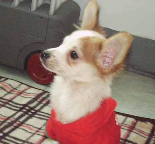 [D05-050관] 순둥이 바하 = 사망하였다는 슬픈 소식을 알려드립니다.