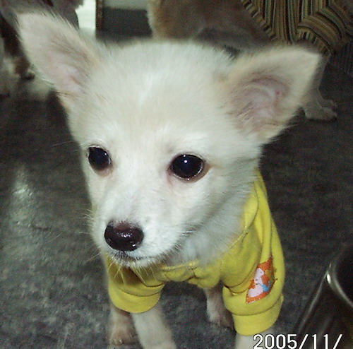 [D05-051관] 재롱둥이 발리 = 하늘나라로 갔음을 알려드립니다.