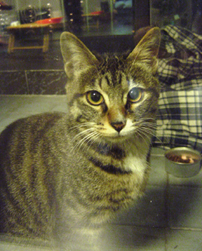 [D05-040외] 고양이 이쁜이 = 입양완료