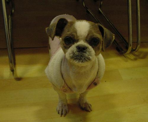 [D05-053관] 귀염댕이 시츄 댕이 = 정옥란님께 입양완료