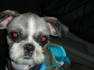 [D05-054관] 쪼매난 시츄 보보 = 이수진님께 입양완료