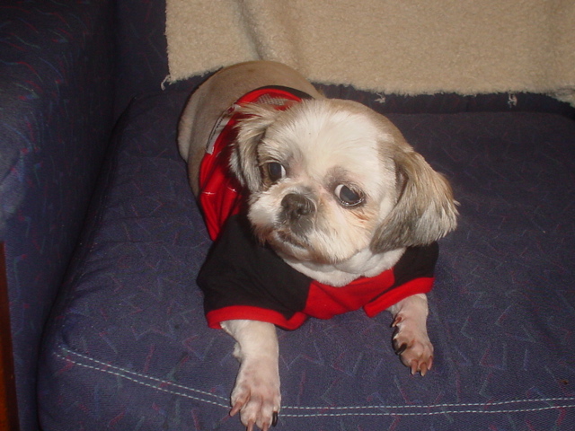 [D05-059관] 농장시츄 페페 = 유지은 회원에게 입양완료