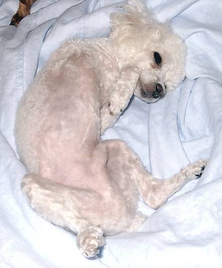 [D06-002관] 다리가 세 개 뿐인 쁜돌이 = 이정순님께 입양완료