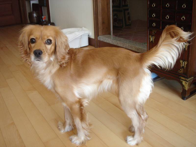 [D06-001외] 잉글리시 코카스파니엘 하니 = 입양완료