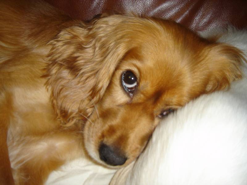 [D06-001외] 잉글리시 코카스파니엘 하니 = 입양완료