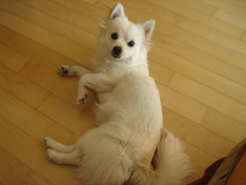 [D06-002외] 발바리 여우 = 입양완료