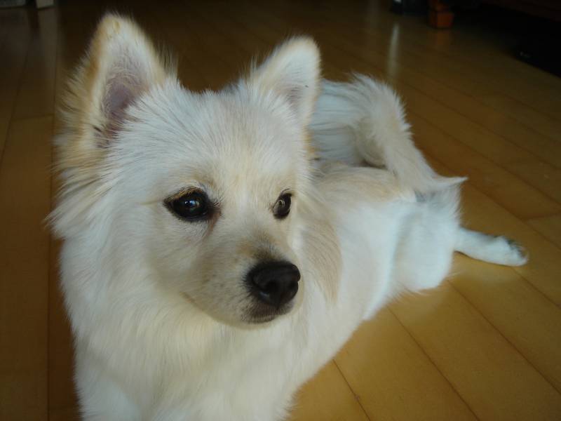 [D06-002외] 발바리 여우 = 입양완료