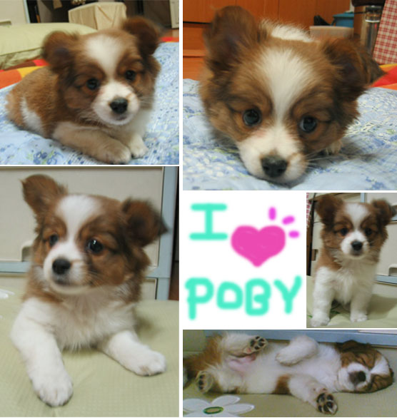 [D06-004관] 발바리 포비 = 조지희님 입양완료