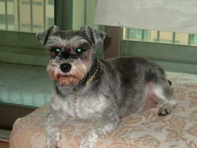 [D06-005관] 슈나우저 미샤 = 고권일,김민수님께 입양완료