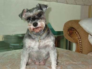 [D06-005관] 슈나우저 미샤 = 고권일,김민수님께 입양완료