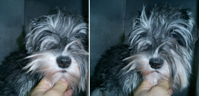 [D06-003외] 동물병원에서 보호중인 슈나우저 = 입양완료