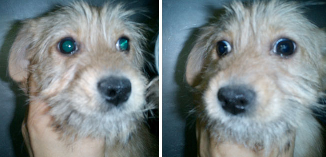 [D06-004외] 동물병원에서 보호중인 발바리