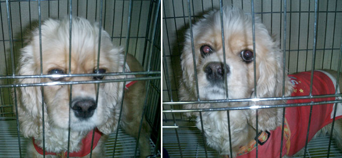 [D06-005외] 동물병원 코카 = 입양완료