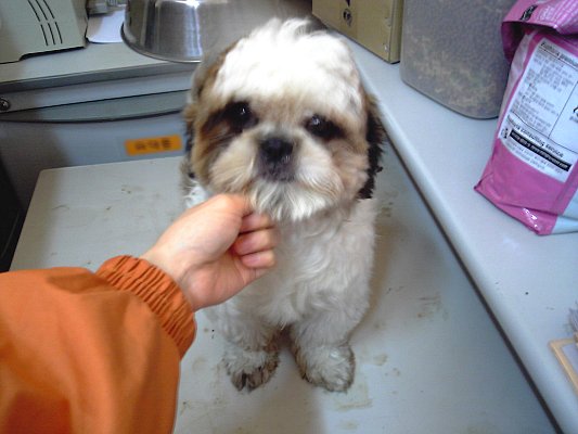 [D06-006외] 시츄 뿡뿡이 = 입양완료(임보자가 개인적으로 보냈다고 함)