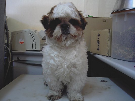 [D06-006외] 시츄 뿡뿡이 = 입양완료(임보자가 개인적으로 보냈다고 함)