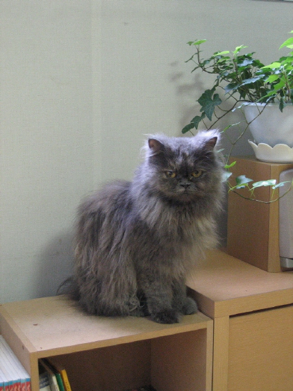 [C06-001관] 페르시안고양이 다옹이 = 조남경님께 입양완료