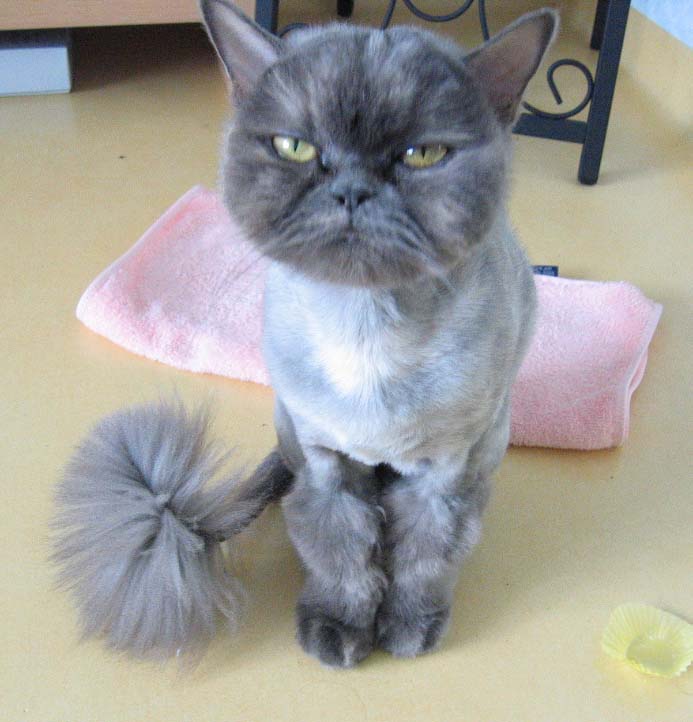 [C06-001관] 페르시안고양이 다옹이 = 조남경님께 입양완료