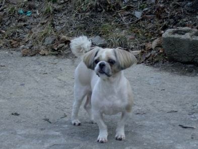 [D06-009관] 시츄 강이