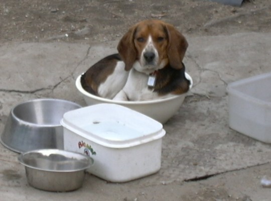 [D06-010관] 안쓰러운 비글 - 비비 = 김은영,김성현님께 입양완료