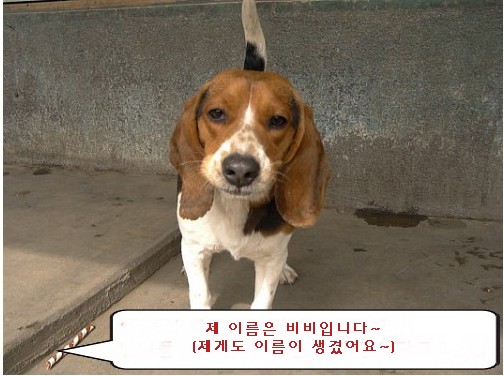[D06-010관] 안쓰러운 비글 - 비비 = 김은영,김성현님께 입양완료