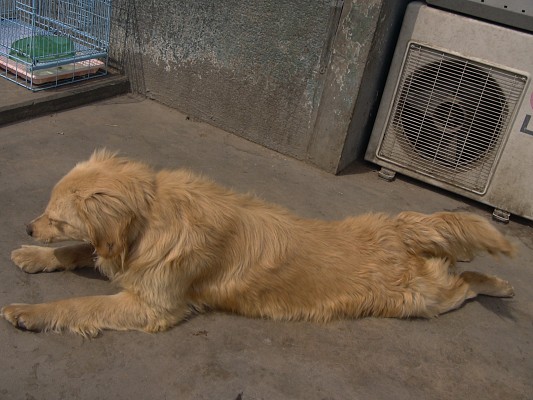 [D06-013관] 리트리버 남매들 - 하양이 = 서용주님께 입양완료