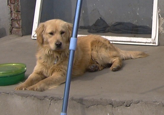 [D06-013관] 리트리버 남매들 - 하양이 = 서용주님께 입양완료