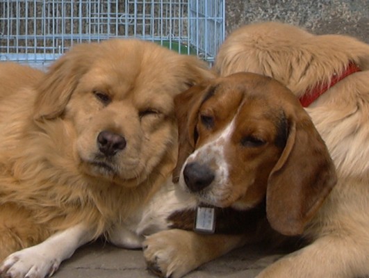 [D06-014관] 리트리버 남매들 - 노랑이 = 권순호님께 입양완료