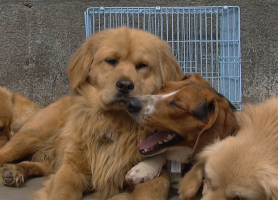 [D06-014관] 리트리버 남매들 - 노랑이 = 권순호님께 입양완료