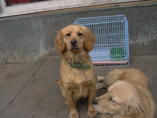 [D06-015관] 리트리버 남매들 - 초록이 = 권순호님께 입양완료