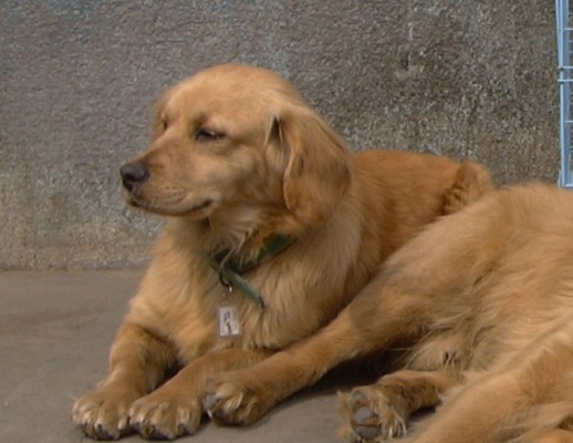 [D06-015관] 리트리버 남매들 - 초록이 = 권순호님께 입양완료