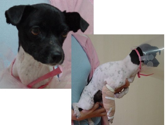 [D06-016관] 발바리 얄리 = 권순호님께 입양완료