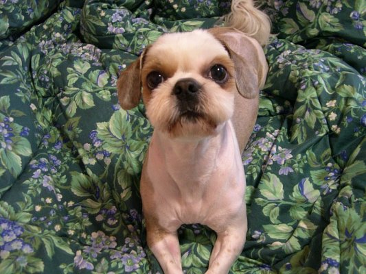 [D06-016관] 애교쟁이 시츄 -  누리