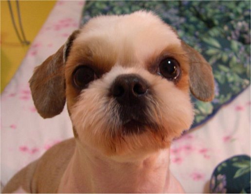 [D06-016관] 애교쟁이 시츄 -  누리